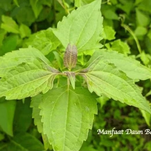 

Daun Kirinyuh Fresh Balakacida Segar Kopasanda Obat Herbal Alami 200 gram