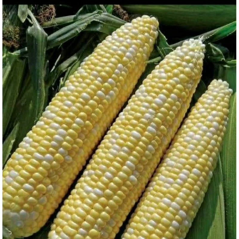 

Jagung Hawai jagung manis berat 1kg