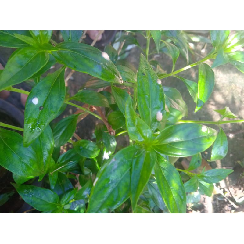 

jual daun sambilo segar per 25 lembar