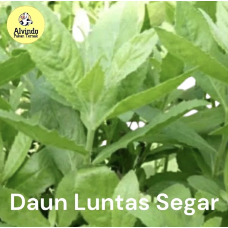 

Daun Luntas Beluntas Segar Fresh dipetik saat ada order