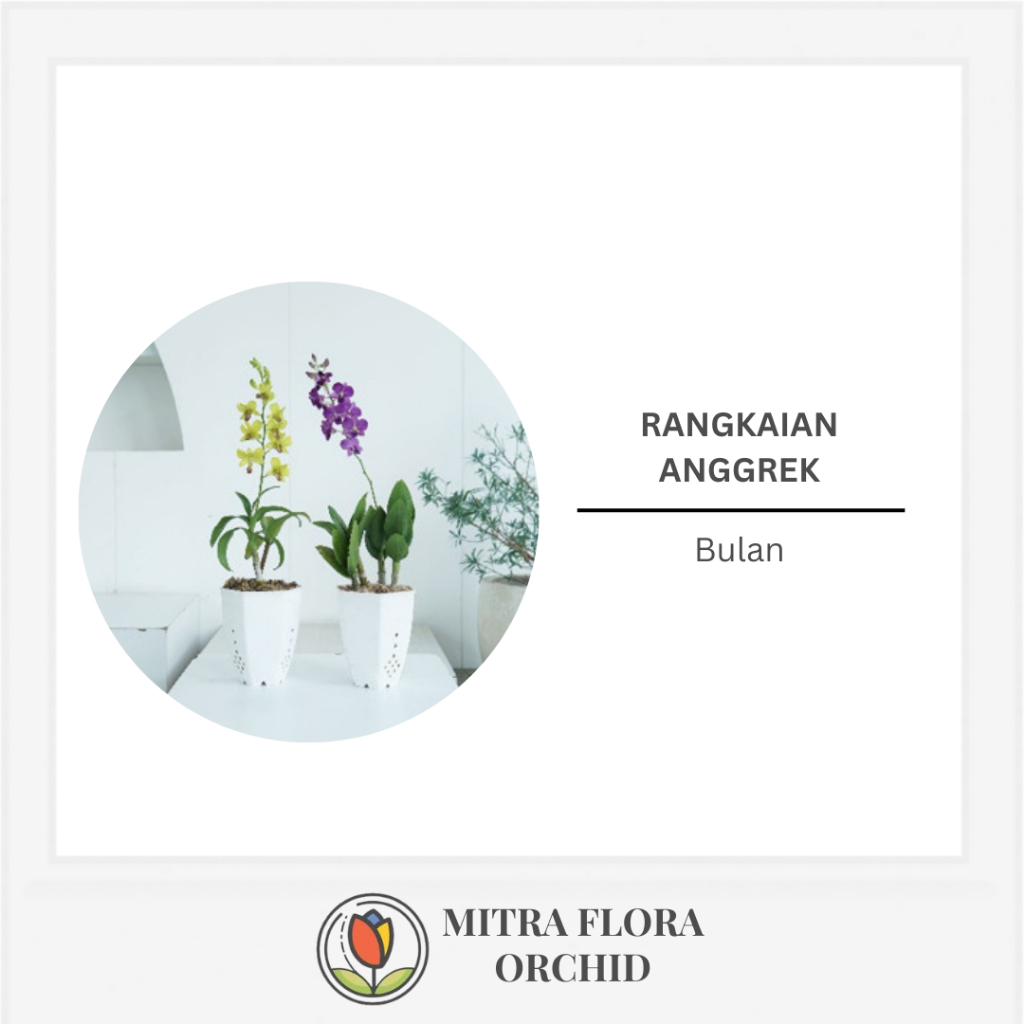 Rangkaian Anggrek Bulan Premium Pot Plastik