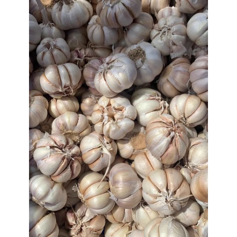 

Bawang Putih Super 1kg Masih Fresh Langsung Dari Petani