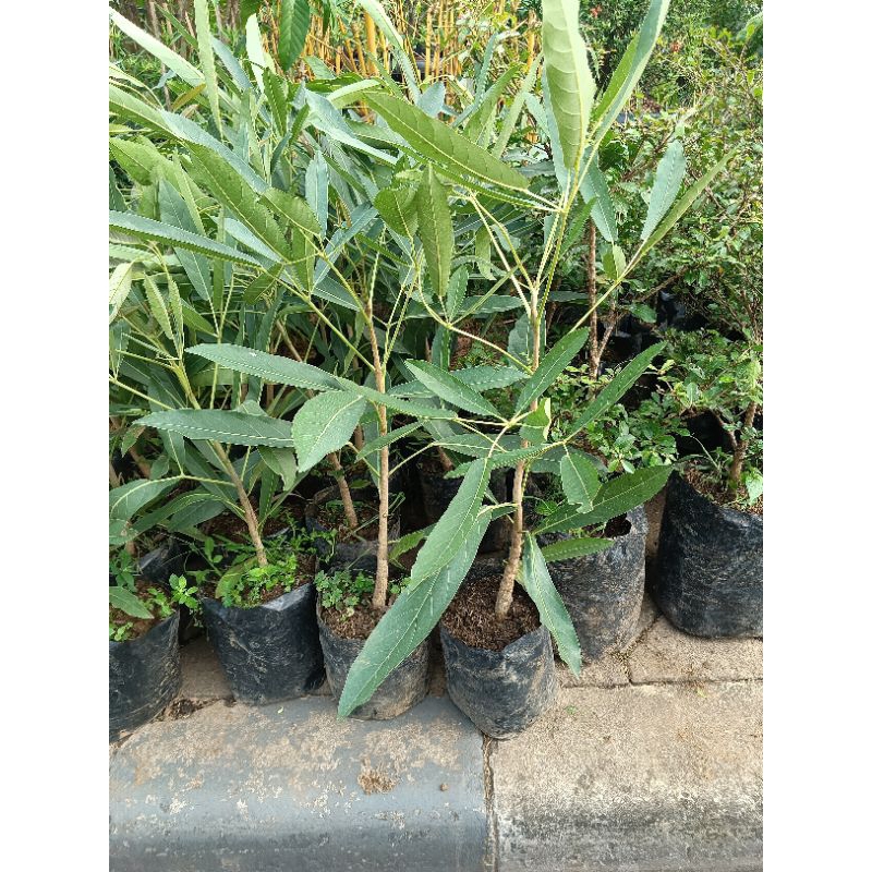 Tanaman hias tabebuya