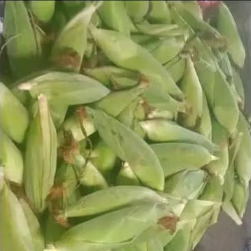 

Jagung Manis