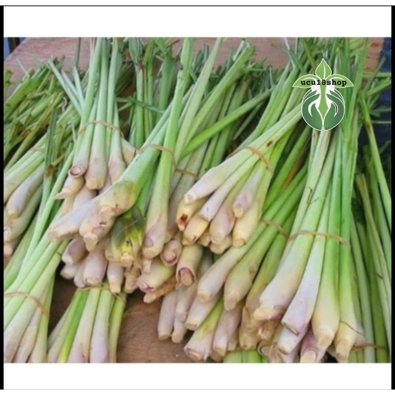 

jual sereh/serai segar bersih 1kg