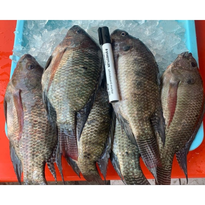 

IKAN MUJAIR SEGAR HIDUP&FRESH FROZEN 500GR 2pcs,1KG 4pcs PREMIUM TERMURAH
