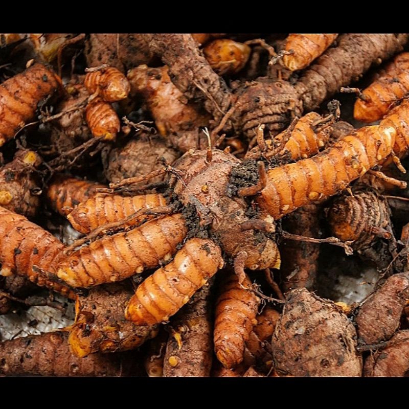 

500 g RIMPANG KUNYIT JANAR