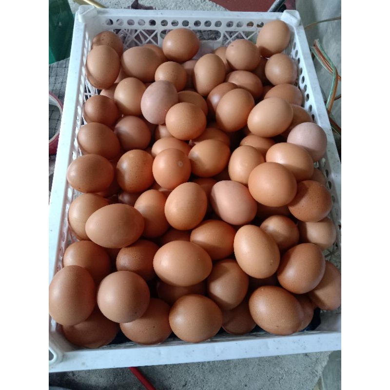 

Telur fresh