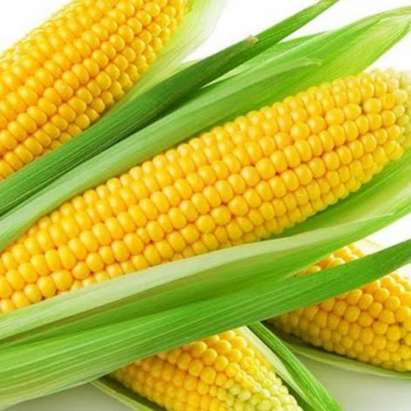 

MURAH!!! 300 BENIH BIJI JAGUNG MANIS MADU