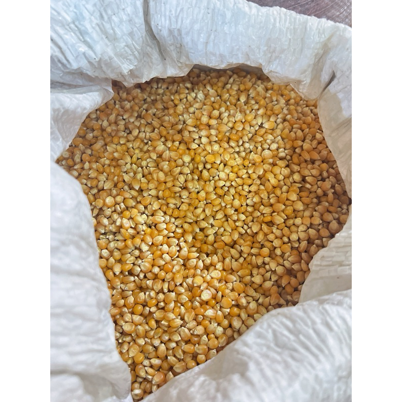 

JAGUNG POPCORN