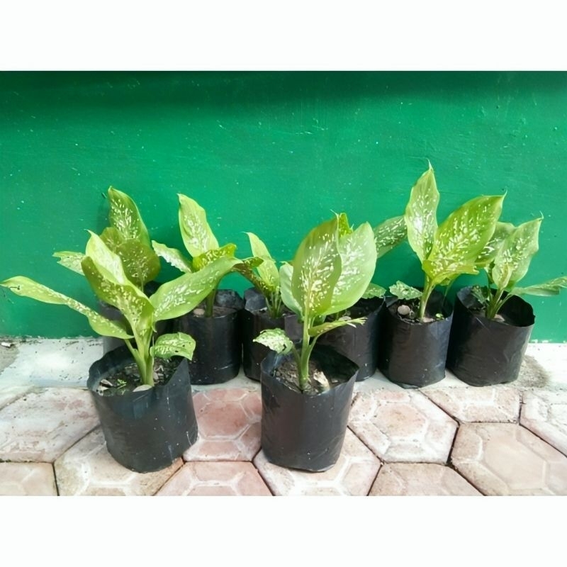 Tanaman hias aglonema beras tumpah/wutah/Sri rejeki-tanaman hias dieffenbachia