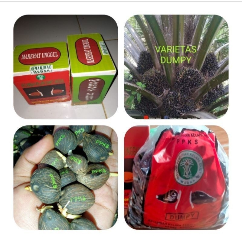 BIBIT KECAMBAH SAWIT BERSERTIFIKAT DUMPY MARIHAT UNGGUL