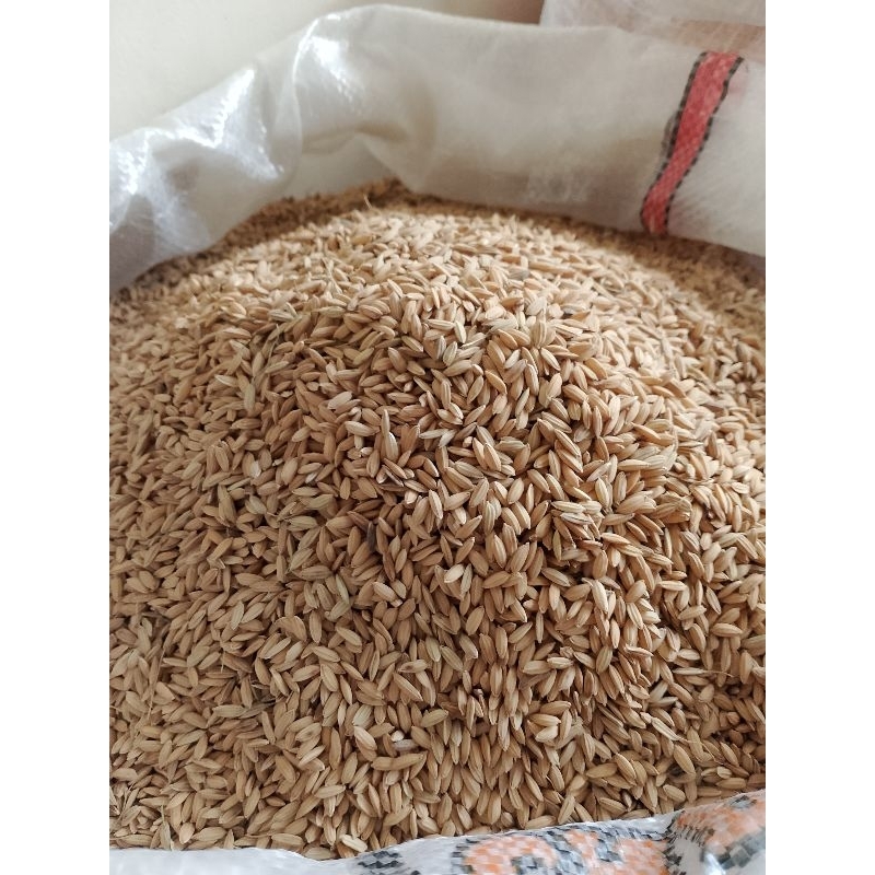 GABAH MUNCUL SUPER KEMASAN 500 GRAM PAKAN AYAM ADUAN