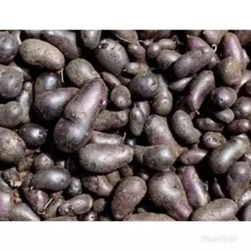 

BISA COD KENTANG HITAM/IRENG/BULU/kleci/jembut kembili 1 kg SEHAT