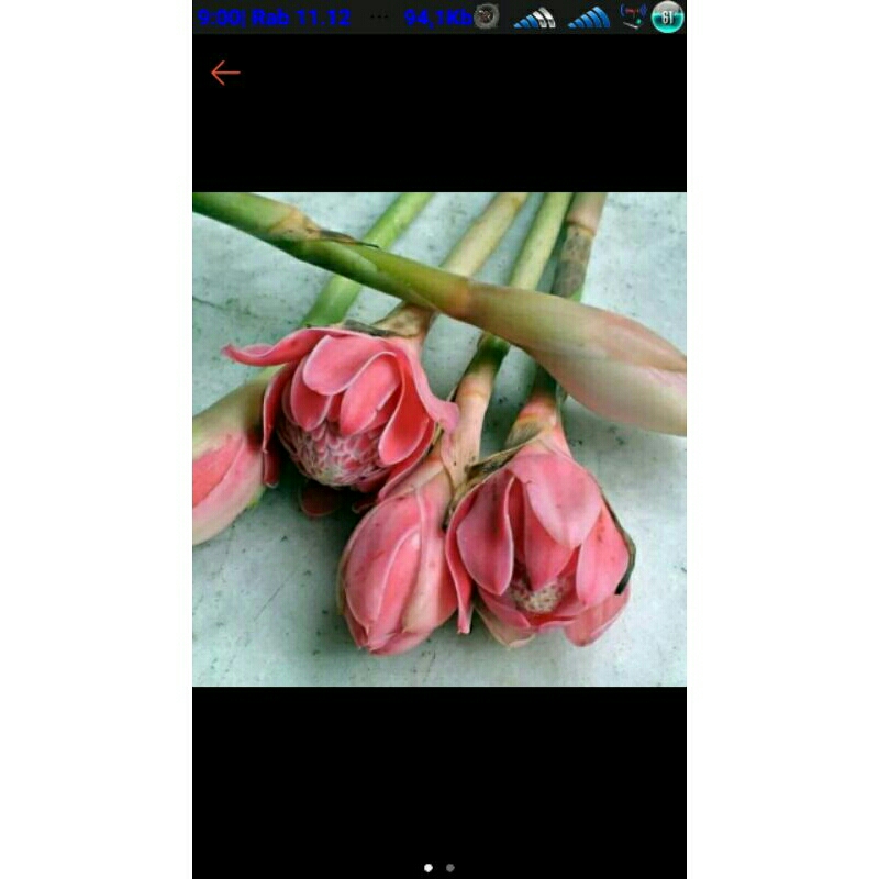 

kembang kecomrang merah 1 iket