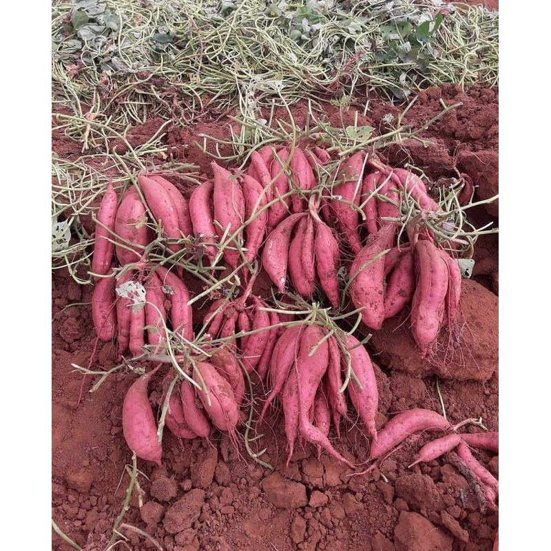 

UBI JALAR UNGU 250gram || UBI LEGIT SUPER PULEN
