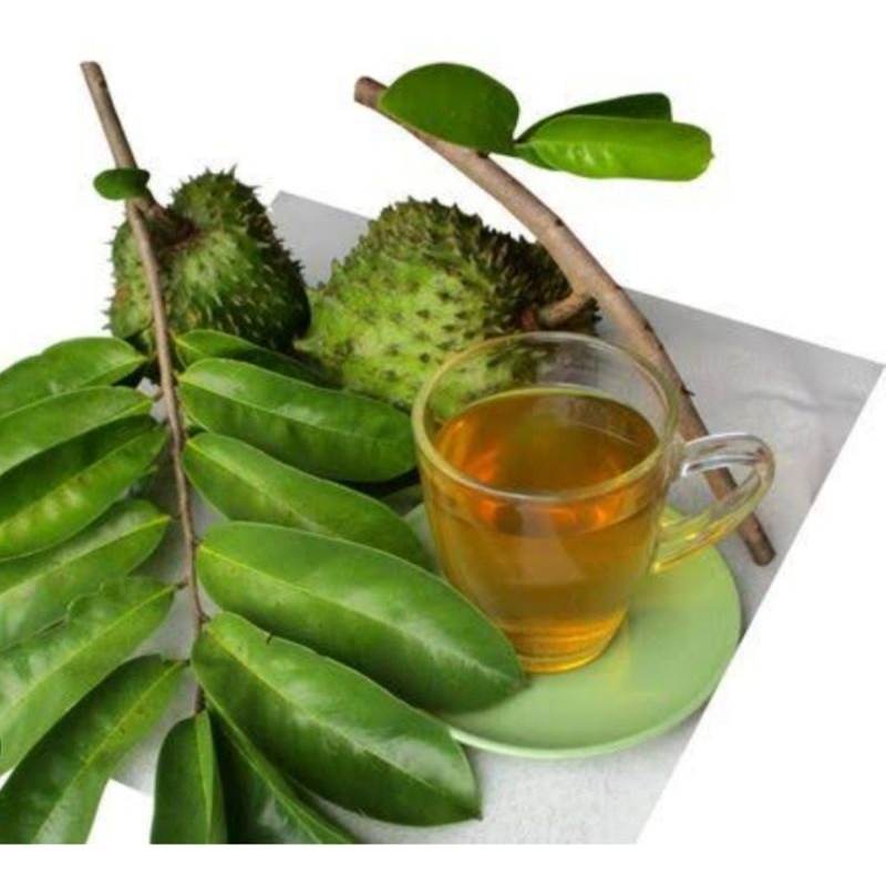 

daun sirsak fresh alami ampuh sembuhkan kanker payudara 50lbr