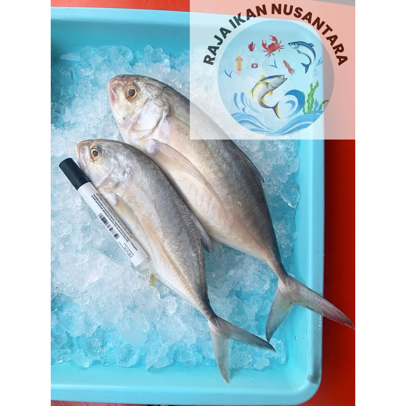 

IKAN KUWE LILIN LAUT BESAR 1KG ISI 2PCS SEGAR TERMURAH FROZEN PREMIUM
