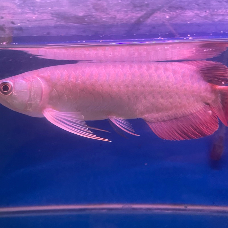 patung arwana super red size 20-27 cm serti chip lengkap