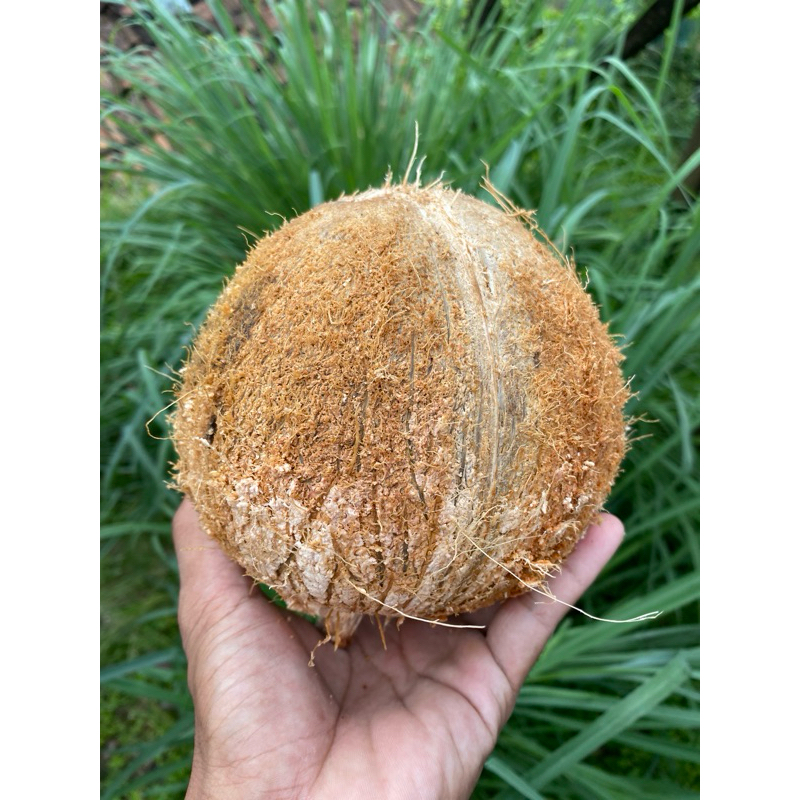 

Kelapa utuh bahan santan santen ukuran Besar