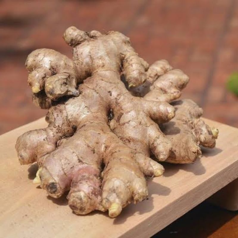 

bumbu dapur jahe gajah gede freh termurah 250 gr 500 gr 1 kg