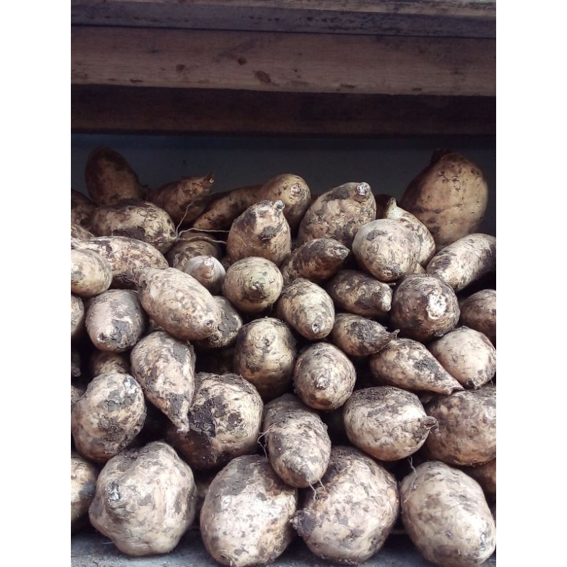 

ubi cilembu.ubi cilembu murah