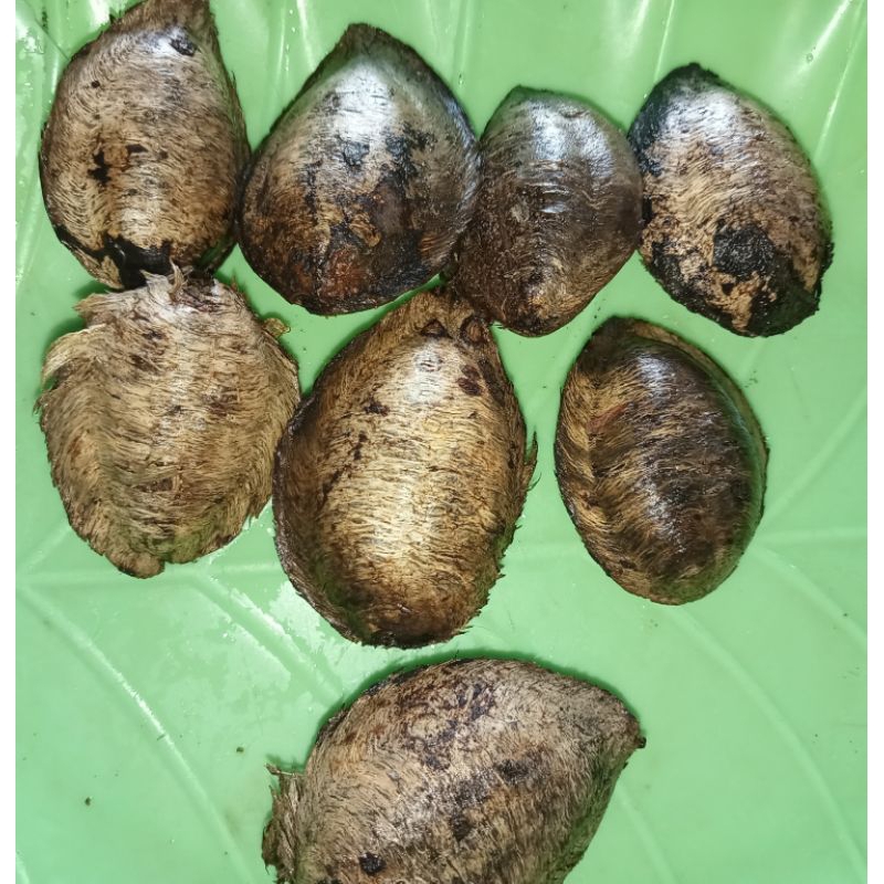 biji ketapang, 1kg/1000g,biji ketapang daun lebar, belum dikupas