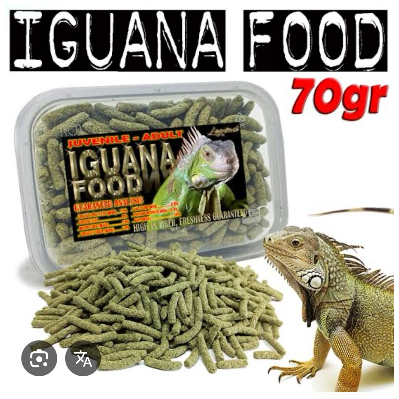 mainan iguana super red grade A sortiran panjang 35-38
