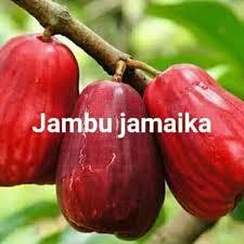BIBIT JAMBU JAMAIKA SUPER JUMBO