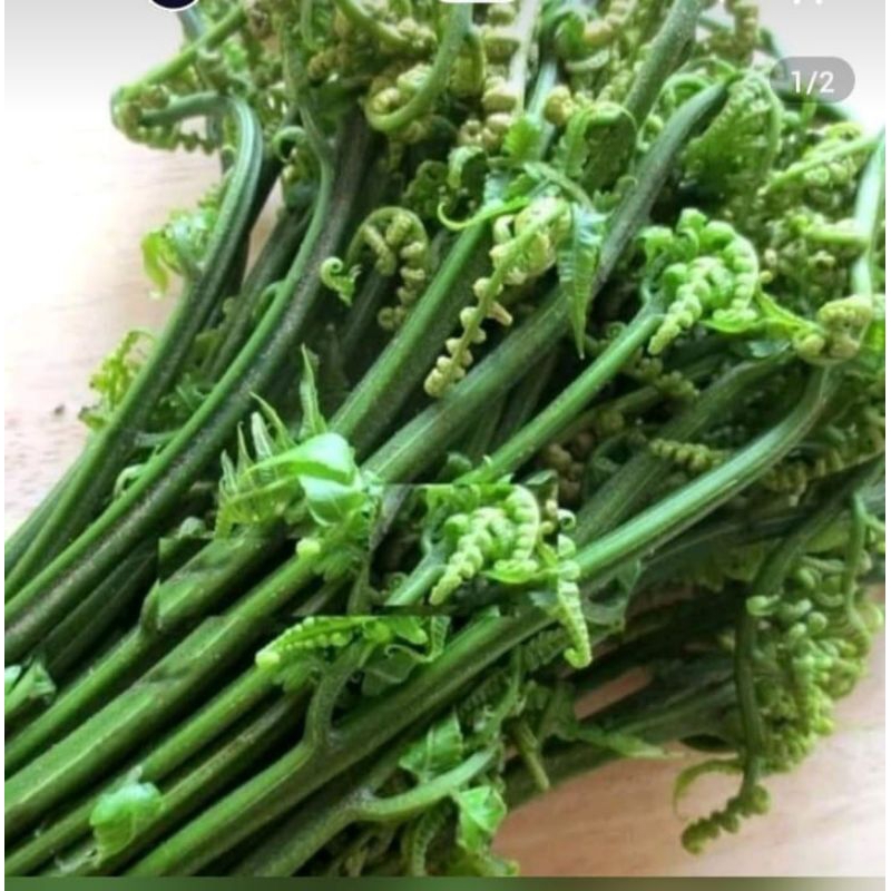 

sayur Pakis buat di masak 250 gram