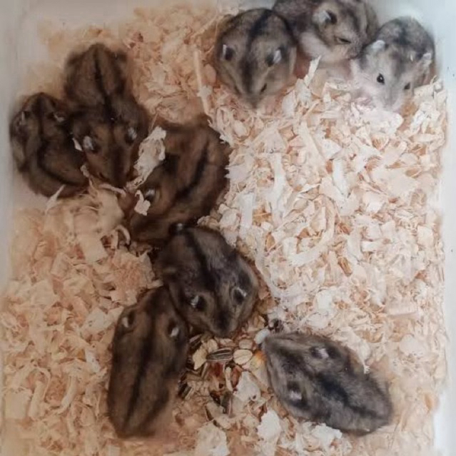 [TERLARIS] Hamster Winter White Tiger hamster mini jinak