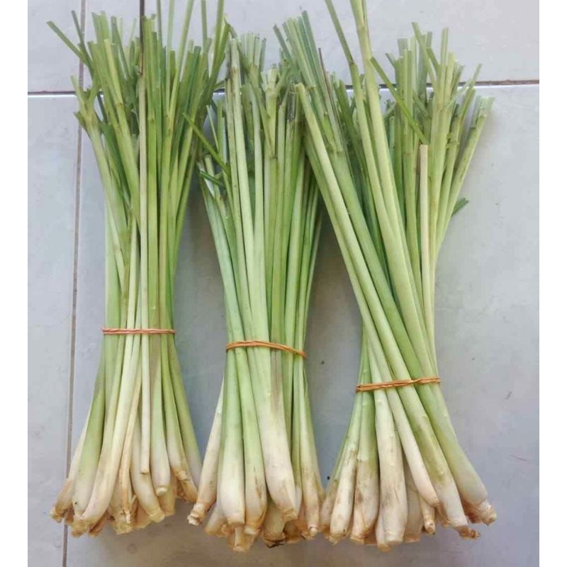 

sereh wangi segar bumbu masak