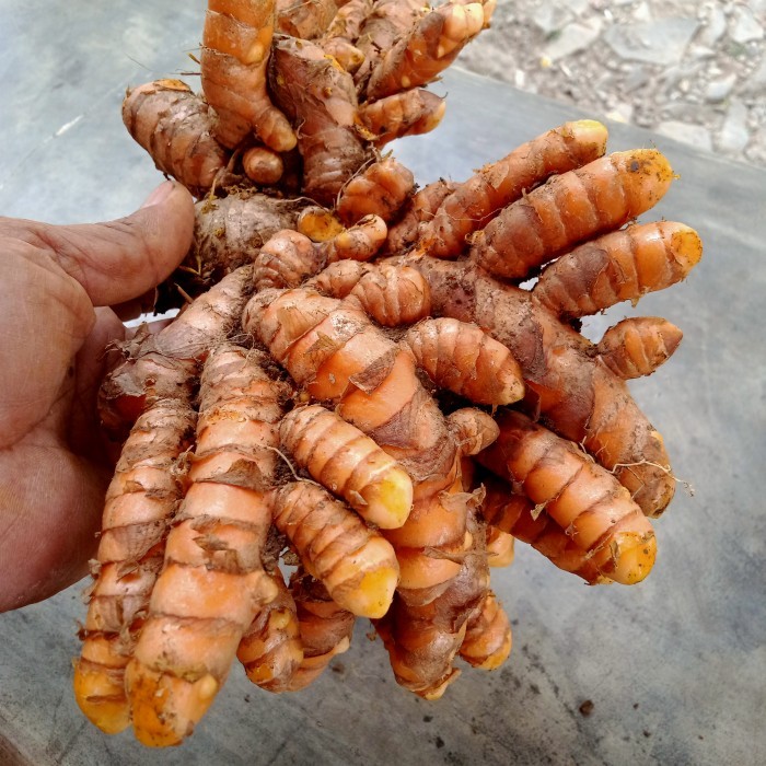 

Kunyit sayur segar bumbu masak 1kg bersih