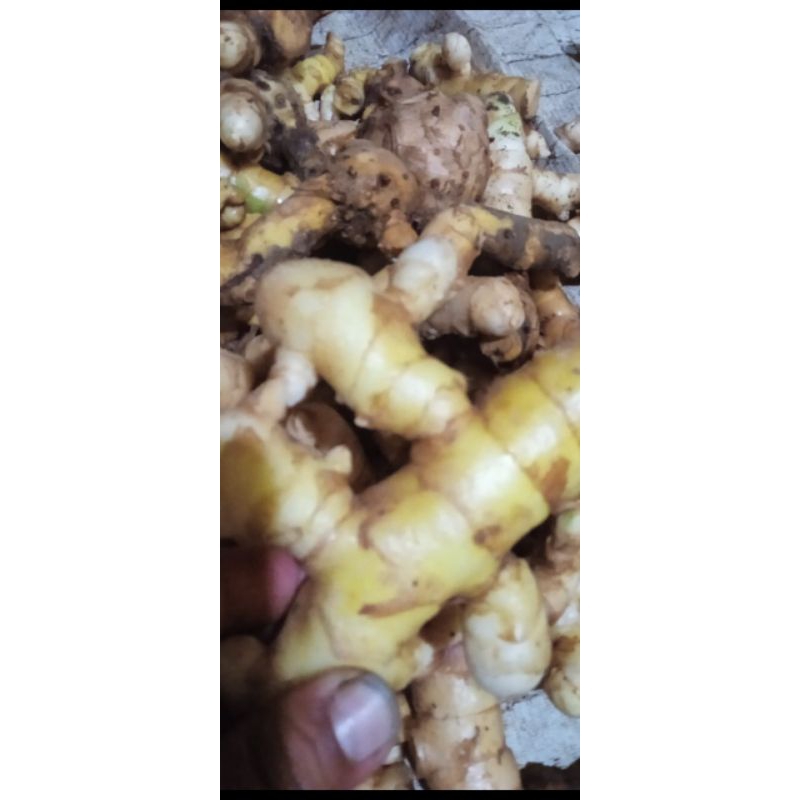 

Promo jual temu mangga segar per 500grm