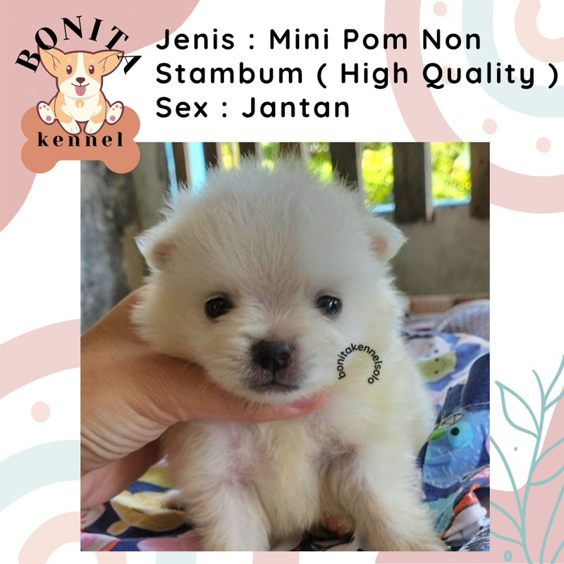 Mini Pom Non Stambum Black Snow White Particolor Mini Pomeranian Non Stambum Jantan Betina Anakan An