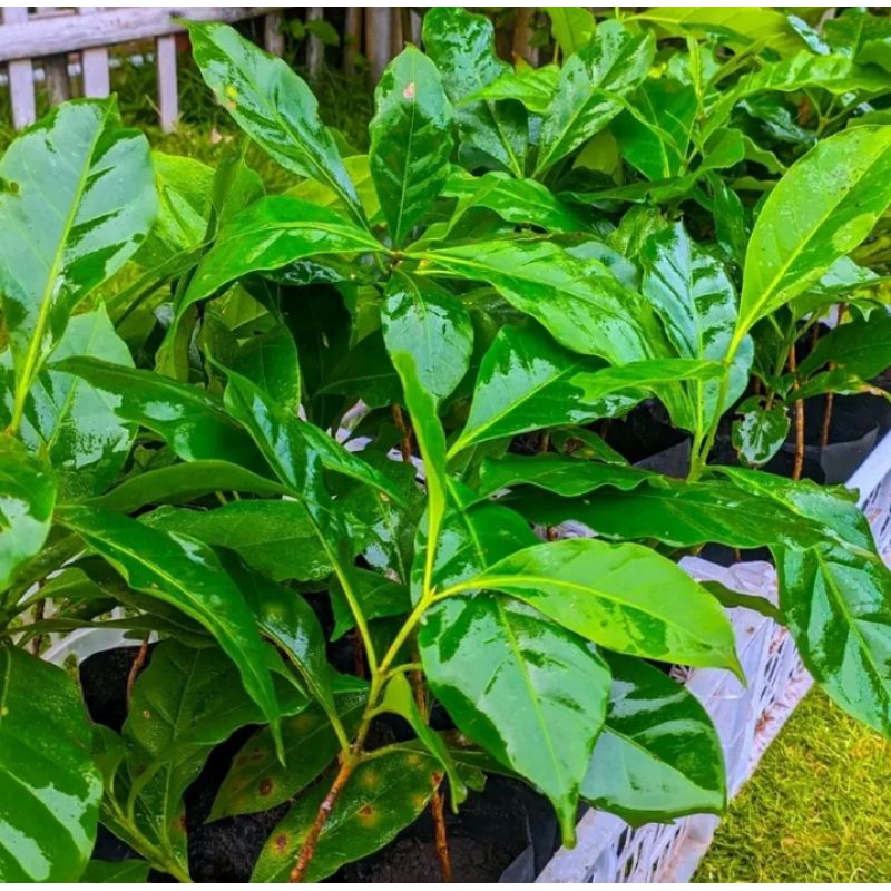 Benih kopi arabica per 5 pcs siap tanam