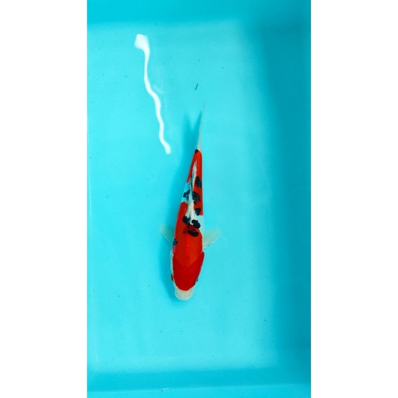 ikan koi blitar sanke 24 cm