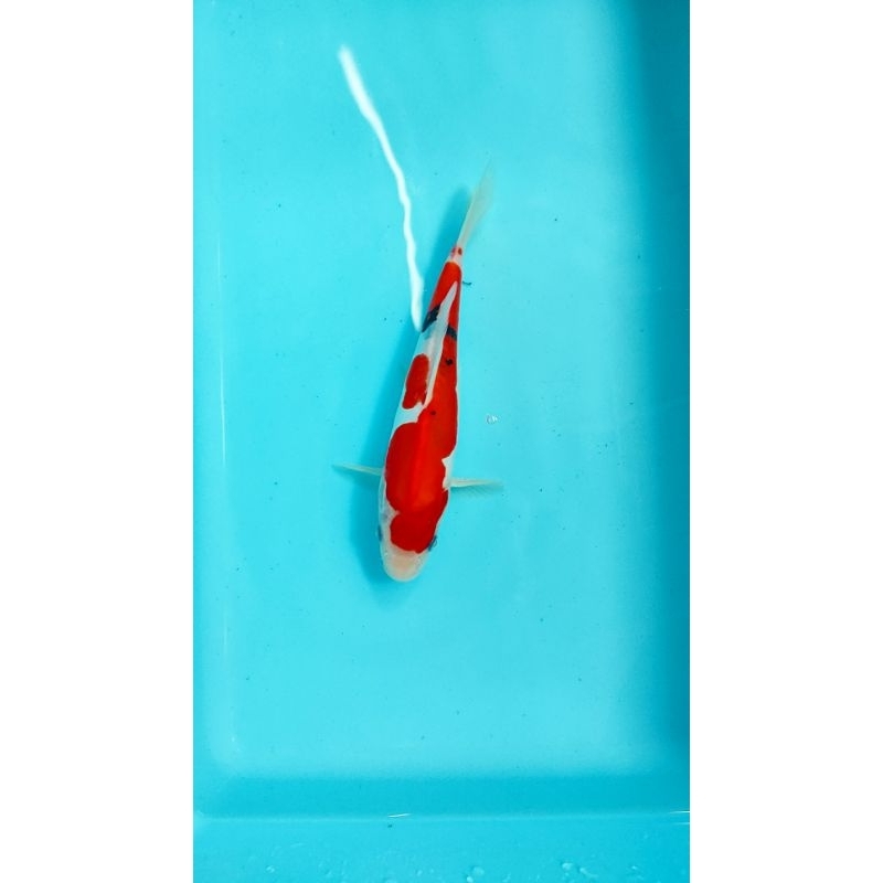 ikan koi blitar sanke doitsu 23 cm