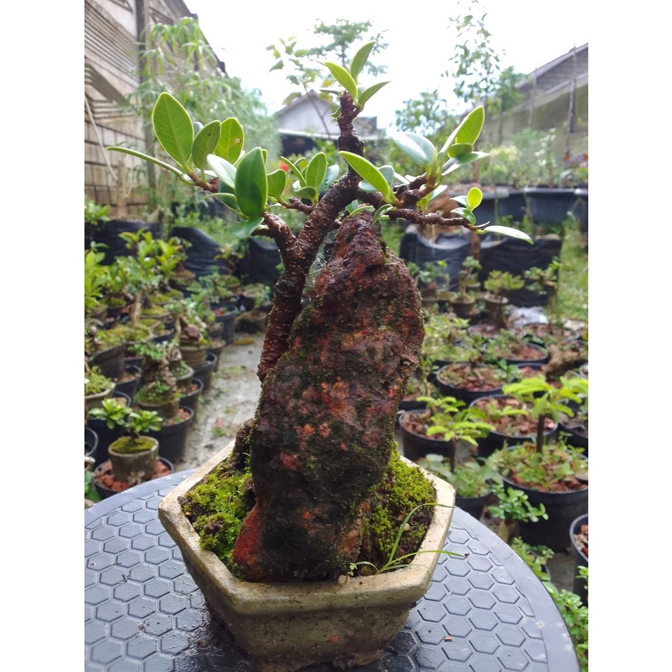 Bonsai Dollar Korea On The Rock mame Siap Pajang