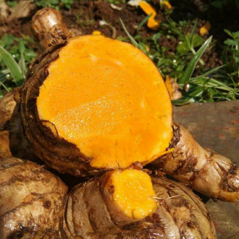 

TEMULAWAK ORGANIK SEGAR 1 KG