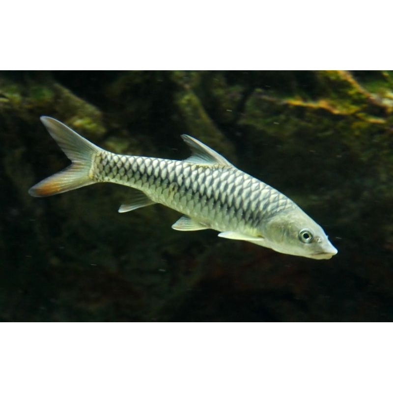 (STIKER) Tor Putitora 8-10cm (import Bhutan)