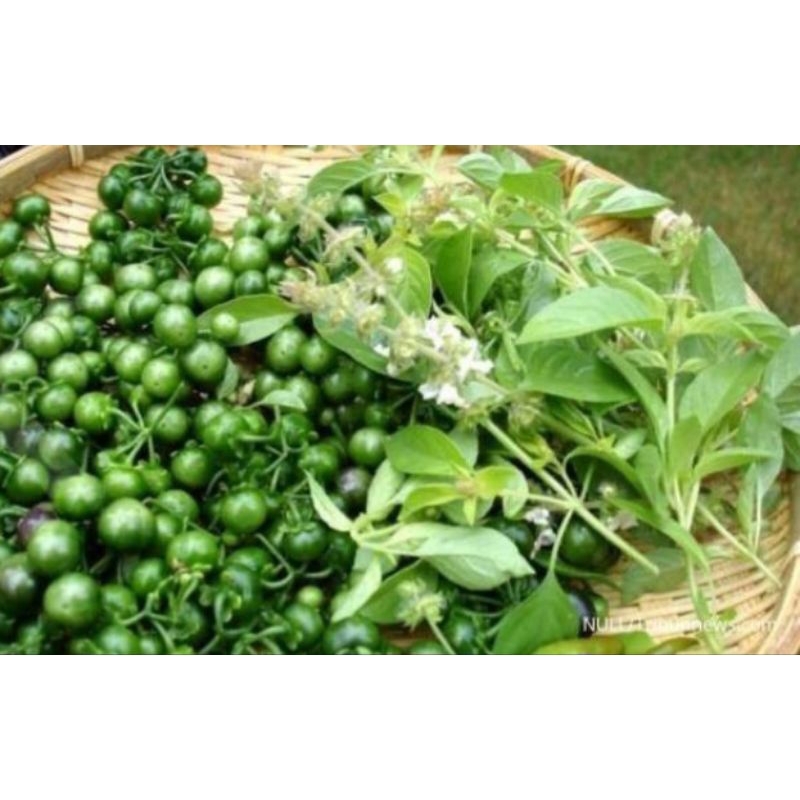 

Lalapan leunca fresh 1kg