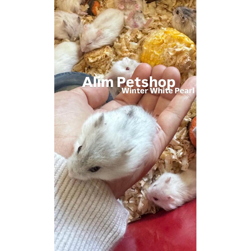 hamster winter white varian pearl surabaya