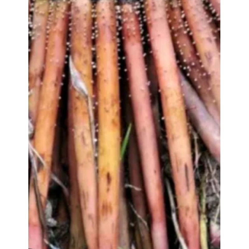 

jual akar pinang segar langsung ambil dari pohonnya 500 g