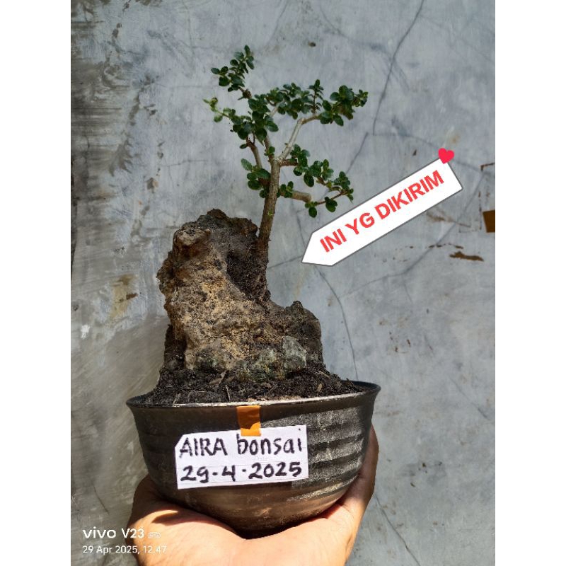 bonsai sancang on the rock
