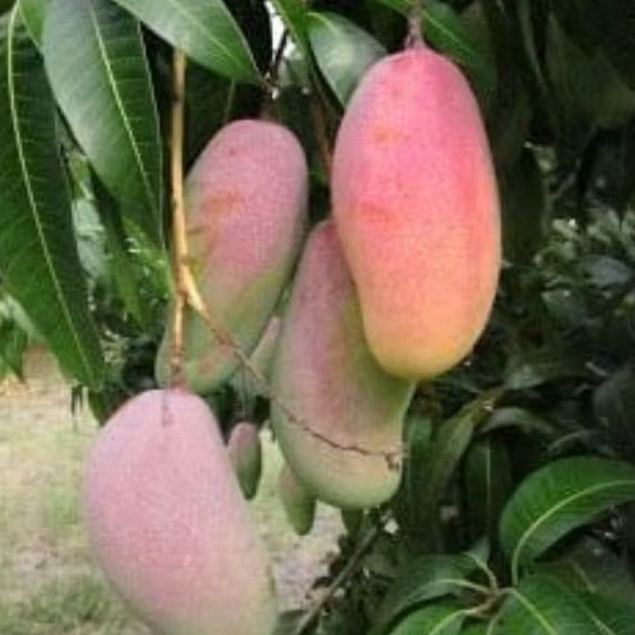 Bibit mangga pelangi mahachanok