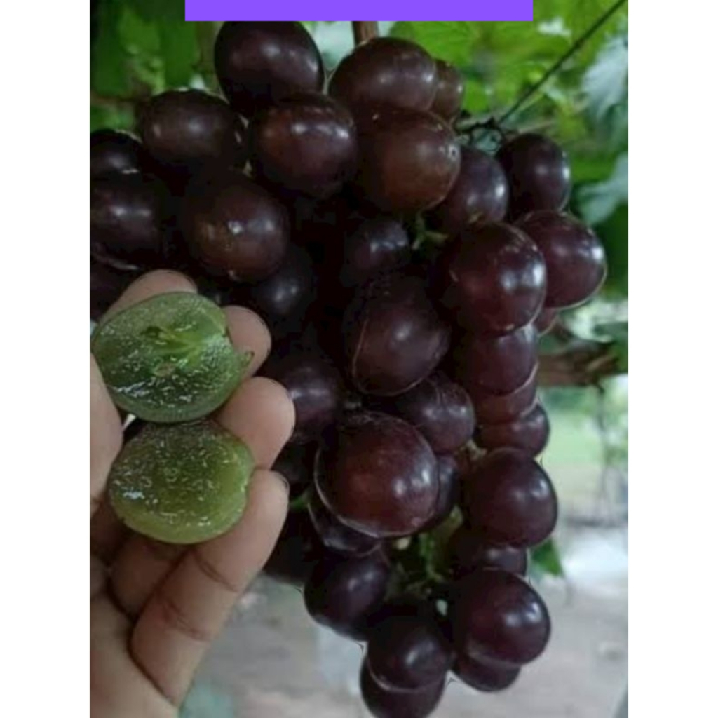 

Bibit anggur import early adora
