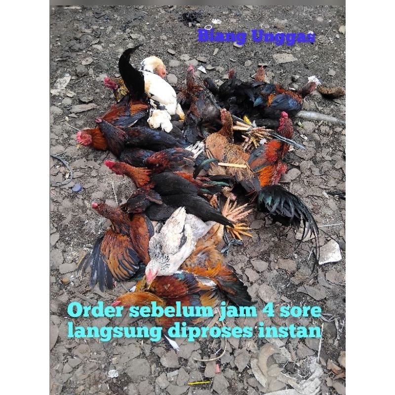 ayam kampung asli fresh / ayam kampung muda jantan dan betina / ayam liar