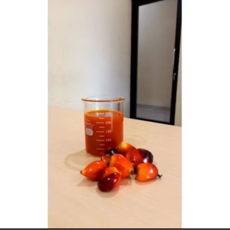 Minyak Sawit murni CPO Umpan Pancing