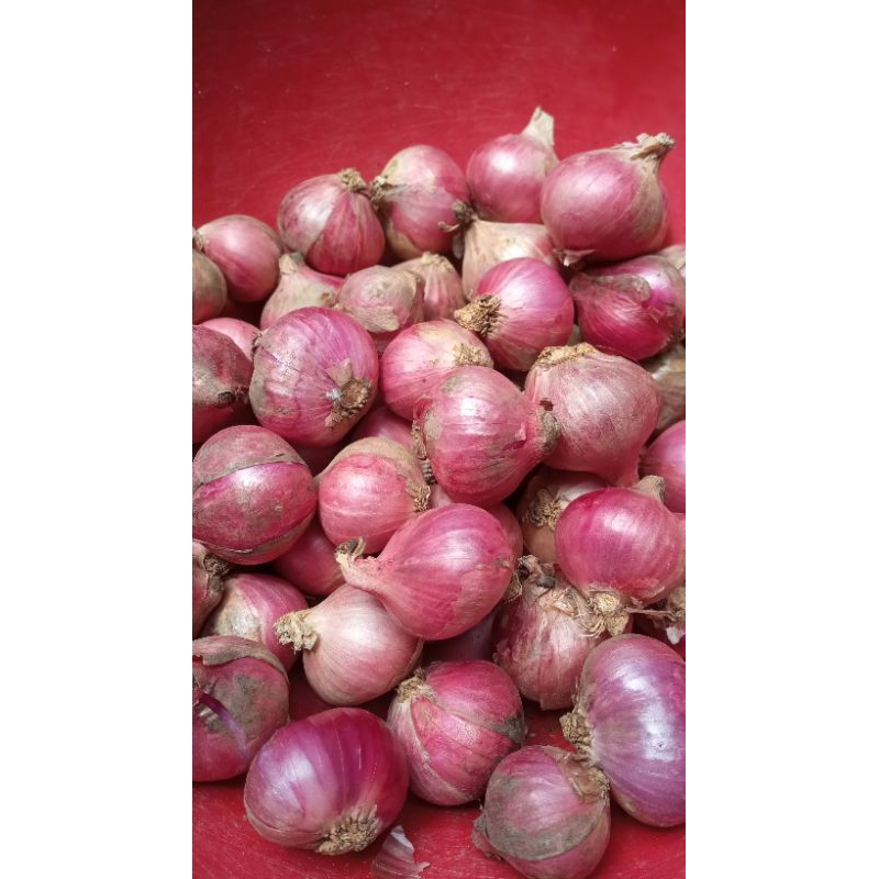 

bawang merah super besar dan kering